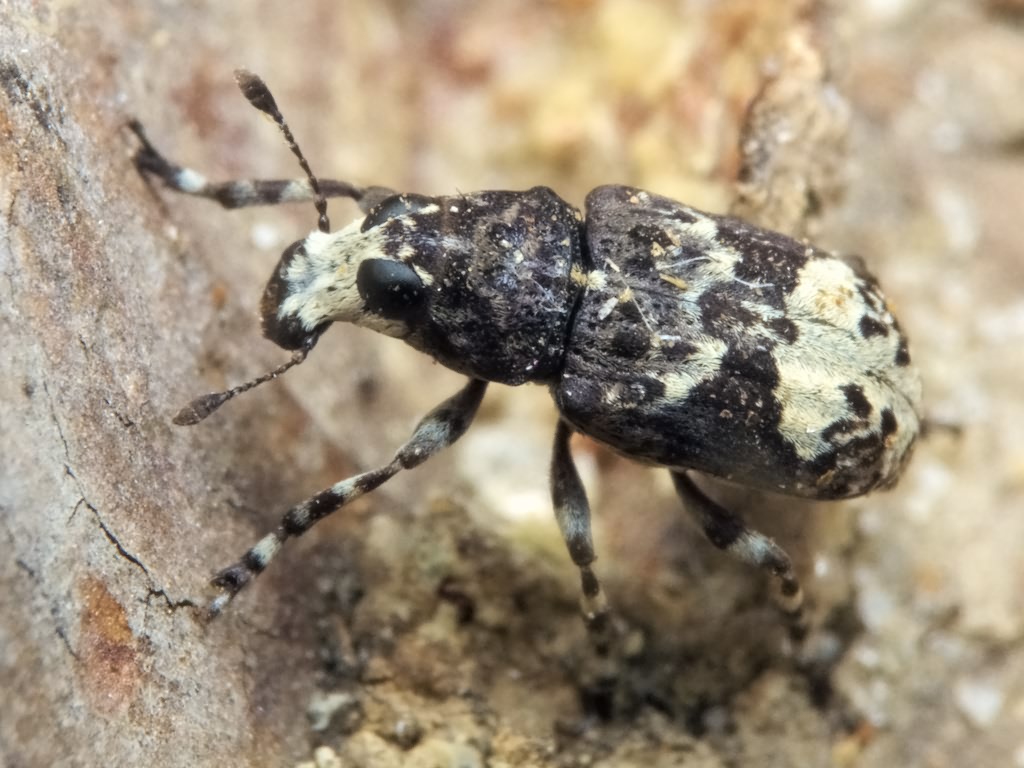 Tropideres albirostris (Herbst, 1783)